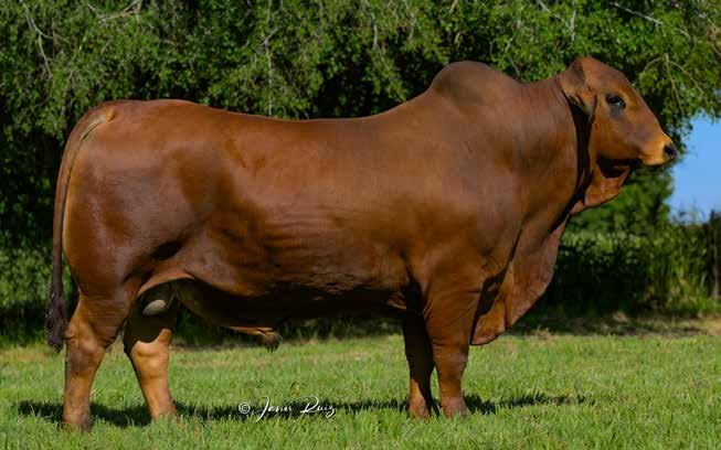 ALTANERO