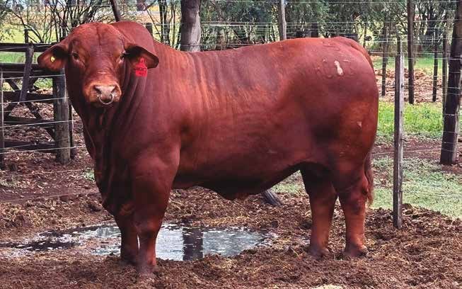 ANCHICO