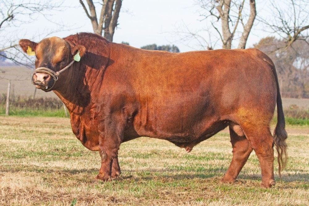 AGROPIRO