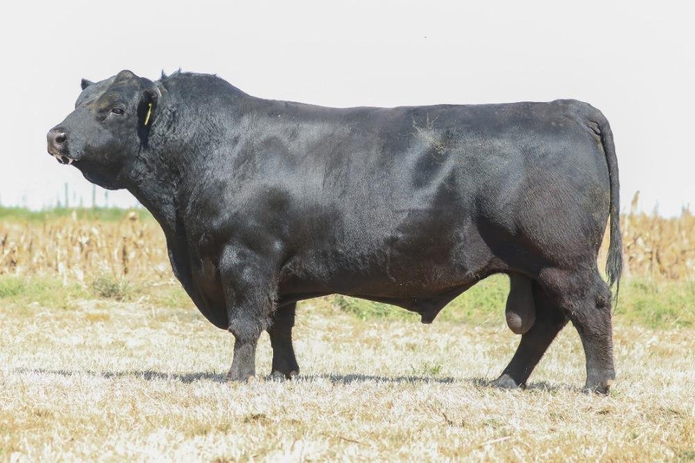EL ABRA B259 PELADO