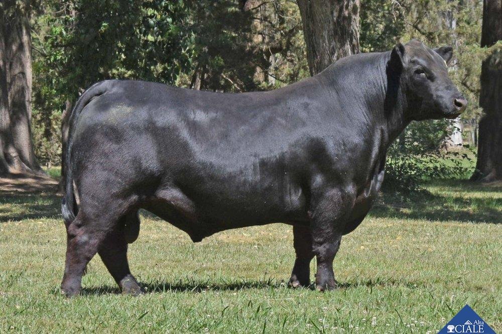 REMOLÓN