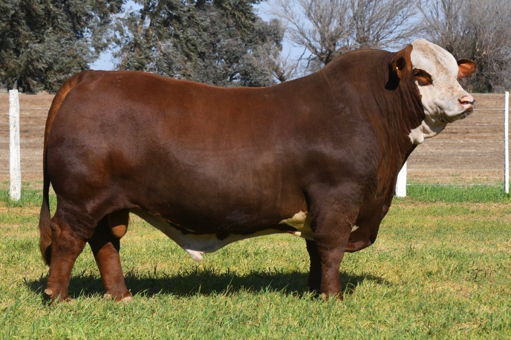 CHATENÓ
