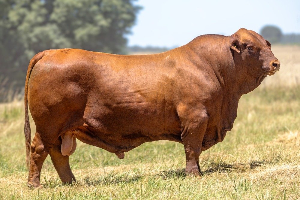 MONTERO