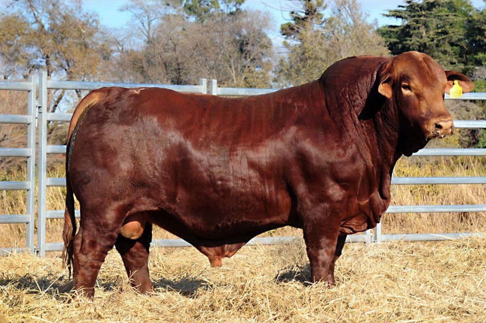 RENEGADO