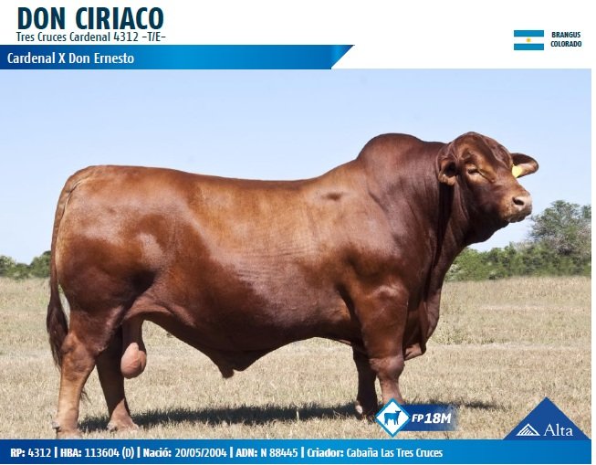 DON CIRIACO