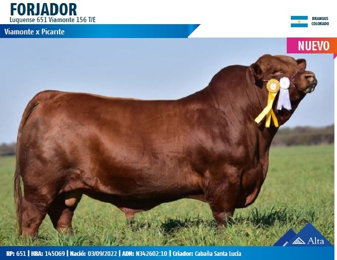 FORJADOR
