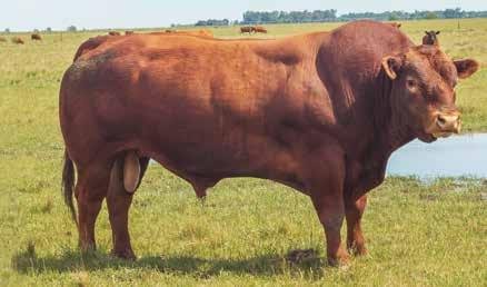 MANOLITO
