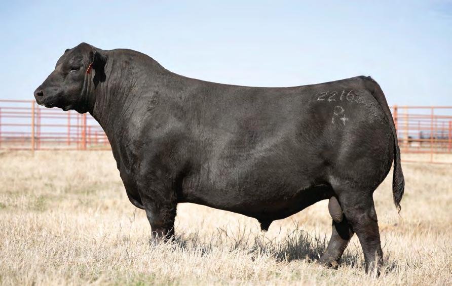 ANGUS ON