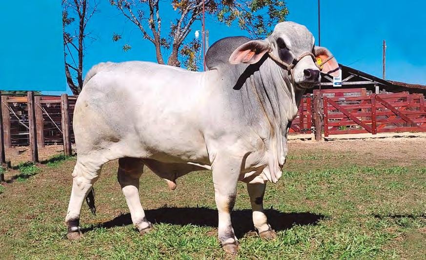 QUEBRACHO