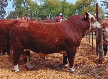 VASCO 78