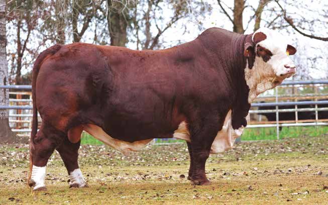 X-BULL